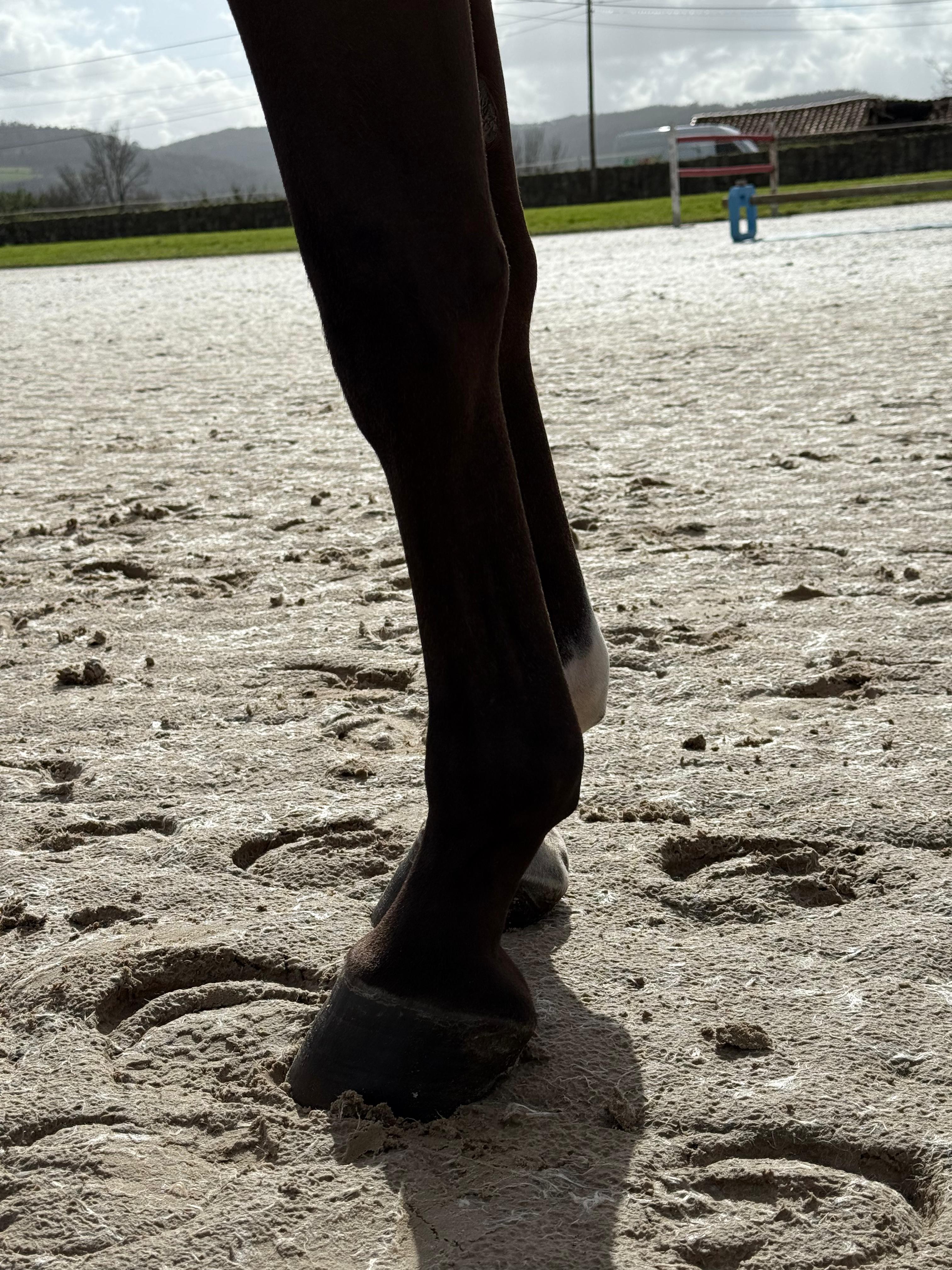 horse